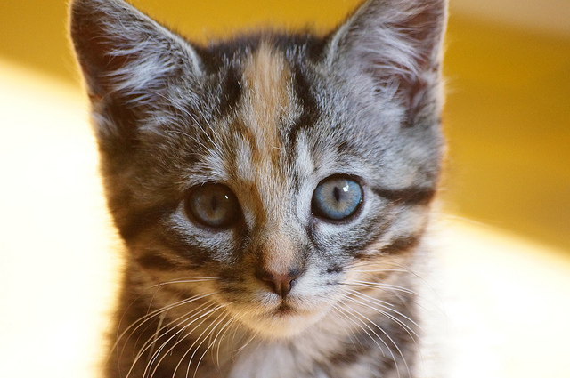 An adorable kitten.